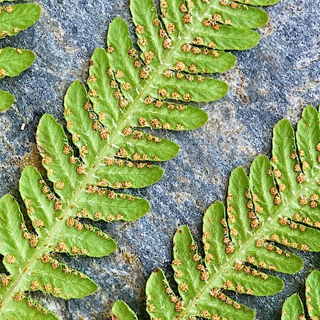 phegopteris connectilis