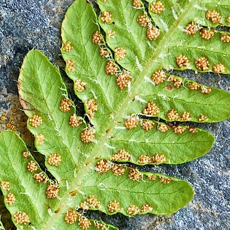phegopteris connectilis