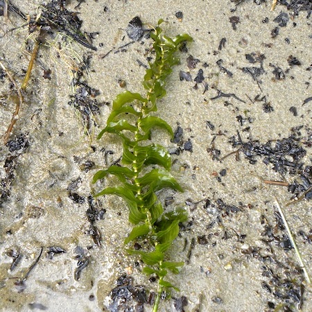 Ahvenvita Ahvenvita