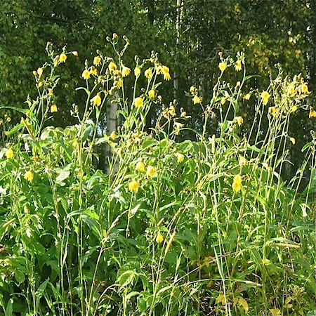 sonchus arvensis