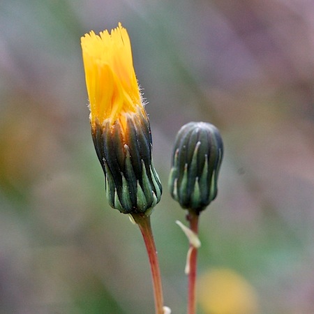 sonchus arvensis f. laevipes