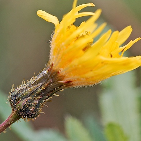 sonchus arvensis f. arvensis