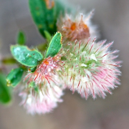 trifolium arvense