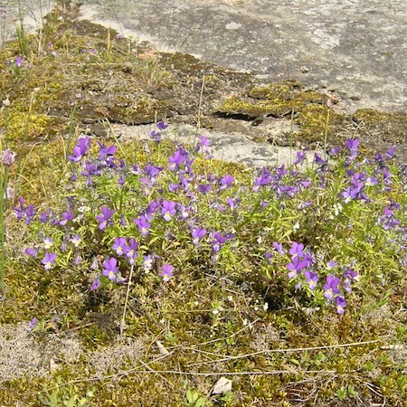 viola tricolor