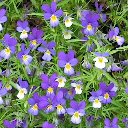 viola tricolor