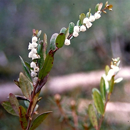 chamaedophne calyculata