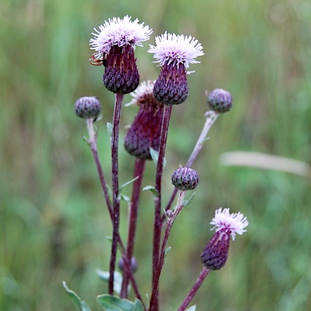 cirsium arvense