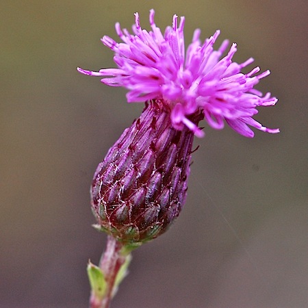 cirsium arvense