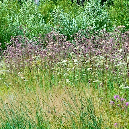 cirsium palustre