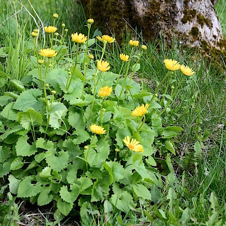 Doronicum columnae