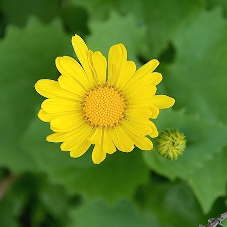 Doronicum columnae