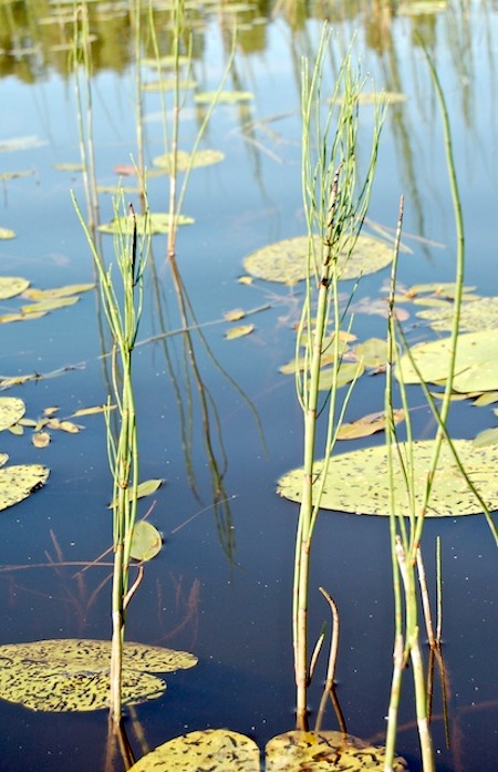 equisetum fluviatile