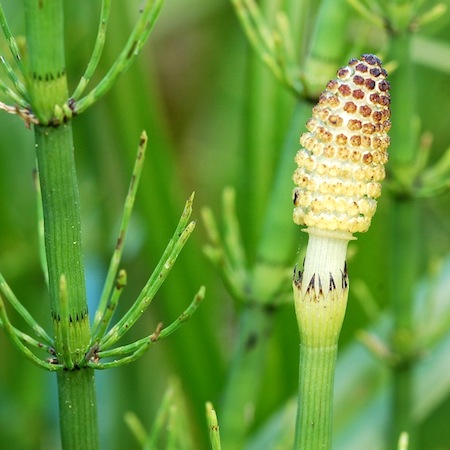 equisetum fluviatile