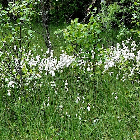 eriophorum angustifolium