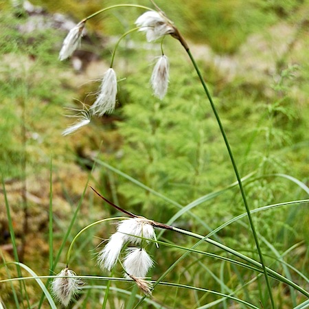 eriophorum angustifolium