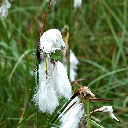 eriophorum angustifolium
