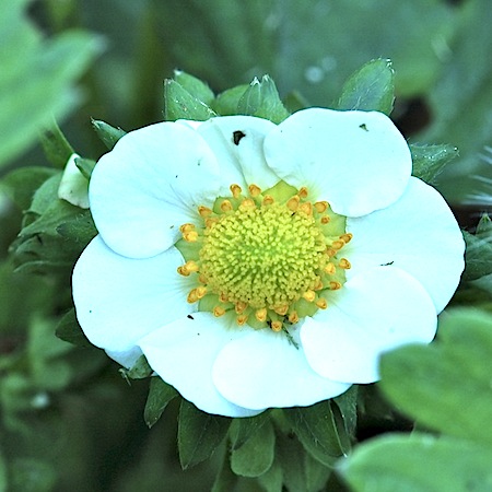 fragaria x ananassa