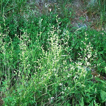 galium album