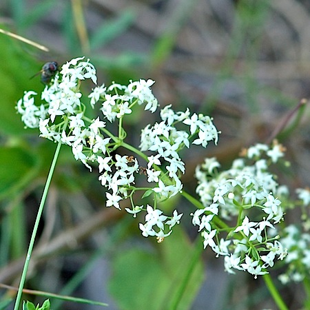 galium album