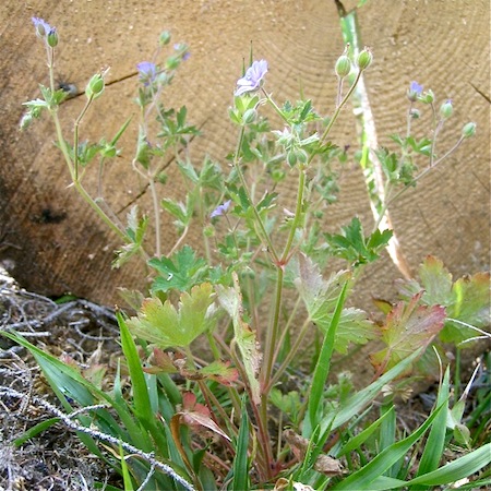 geranium bohemicum