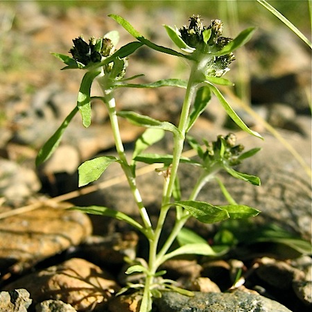 gnaphalium uliginosum