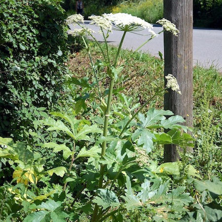 heracleum persicum