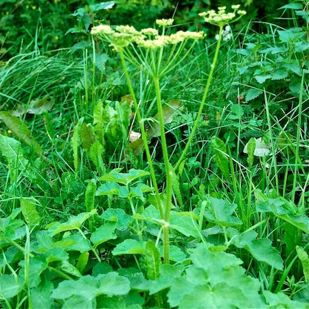 heracleum sibiricum