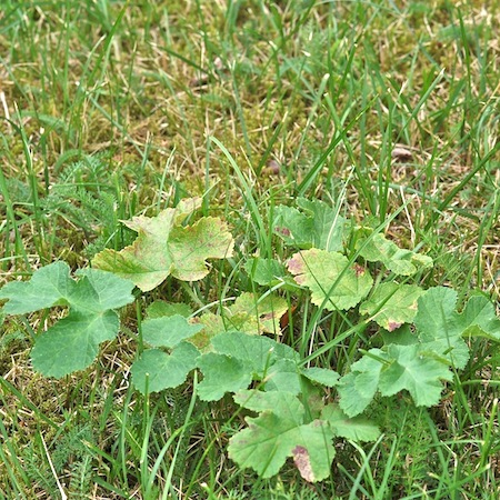heracleum sibiricum