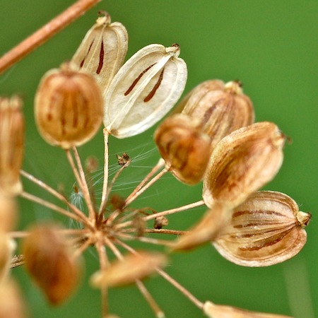 heracleum sibiricum