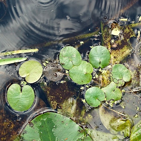 hydrocharis morsus-ranae