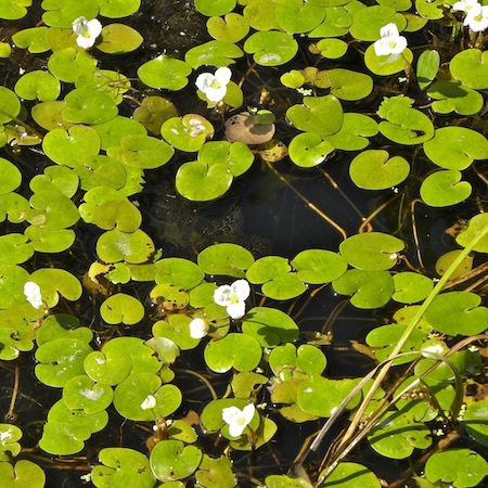 hydrocharis morsus-ranae