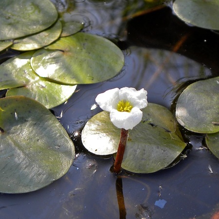 hydrocharis morsus-ranae