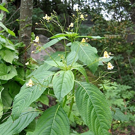 impatiens parviflora