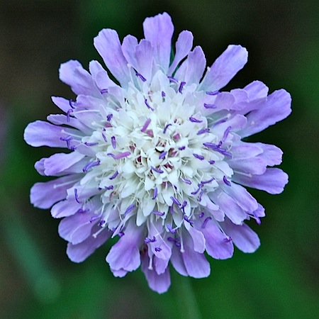 knautia arvensis