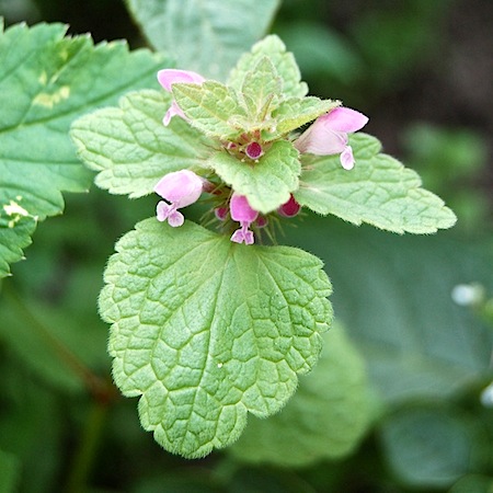 lamium purpureum