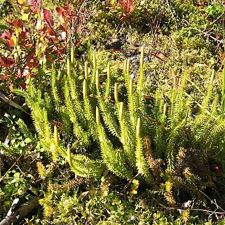 lycopodium annotinum