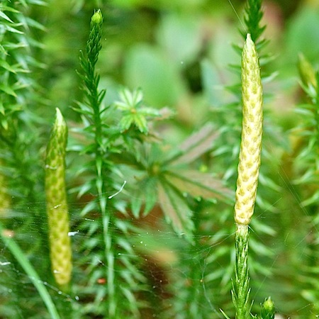 lycopodium annotinum