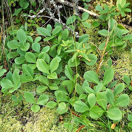 menyanthes trifoliata