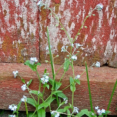 myosotis arvensis