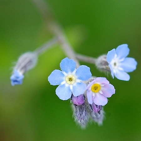 myosotis arvensis