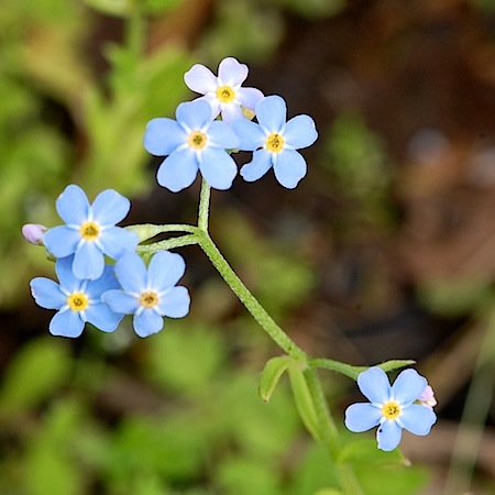 myosotis scorpioides