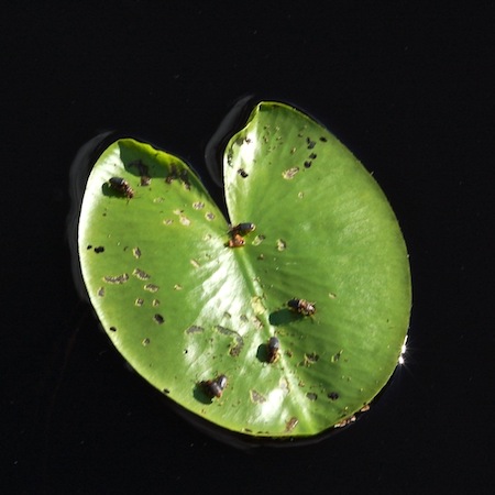 nuphar lutea