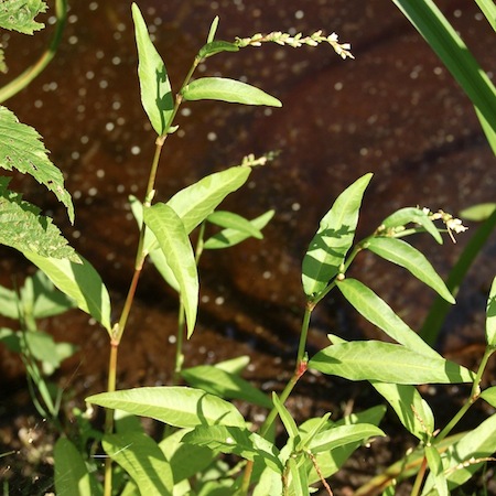 persicaria hydropiper