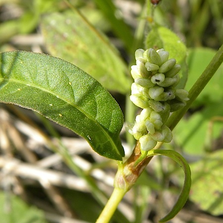 persicaria lapathifolia