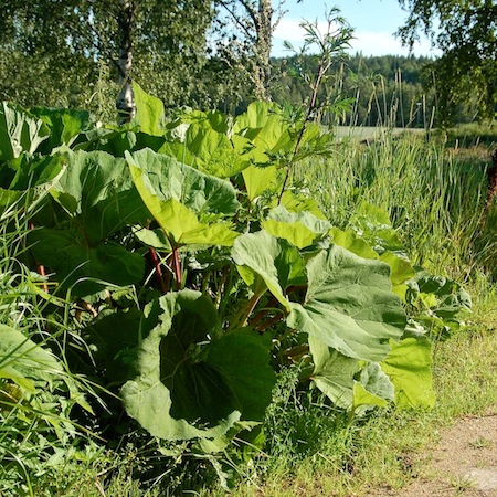 petasites hybridus