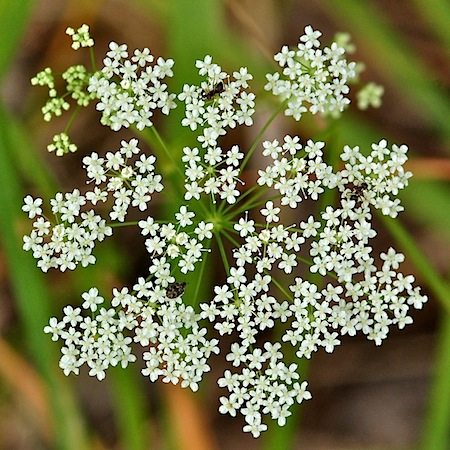 pimpinella saxifraga
