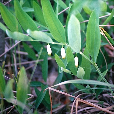 polygonatum odoratum