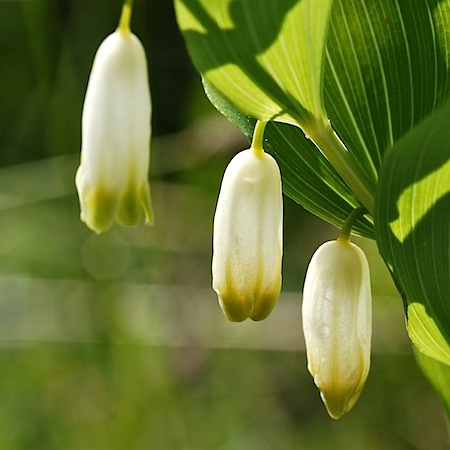polygonatum odoratum