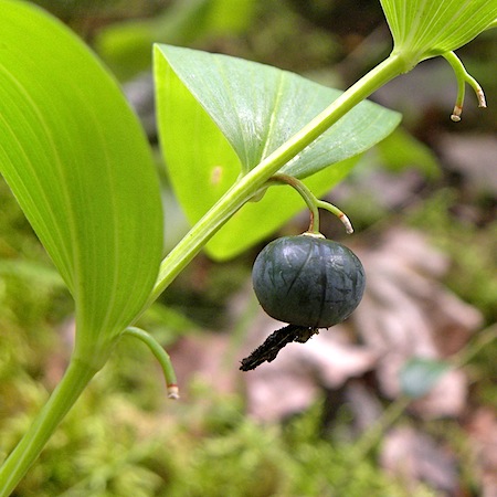 polygonatum odoratum