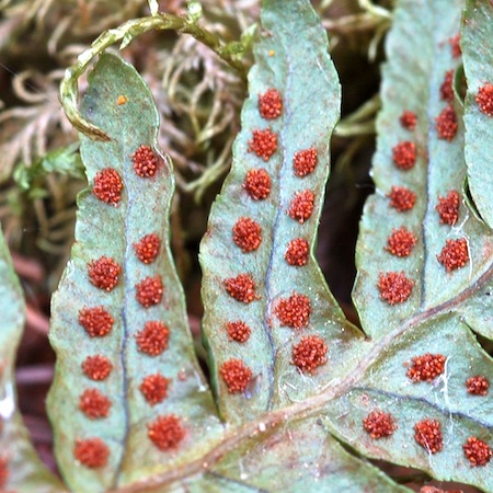 polypodium vulgare